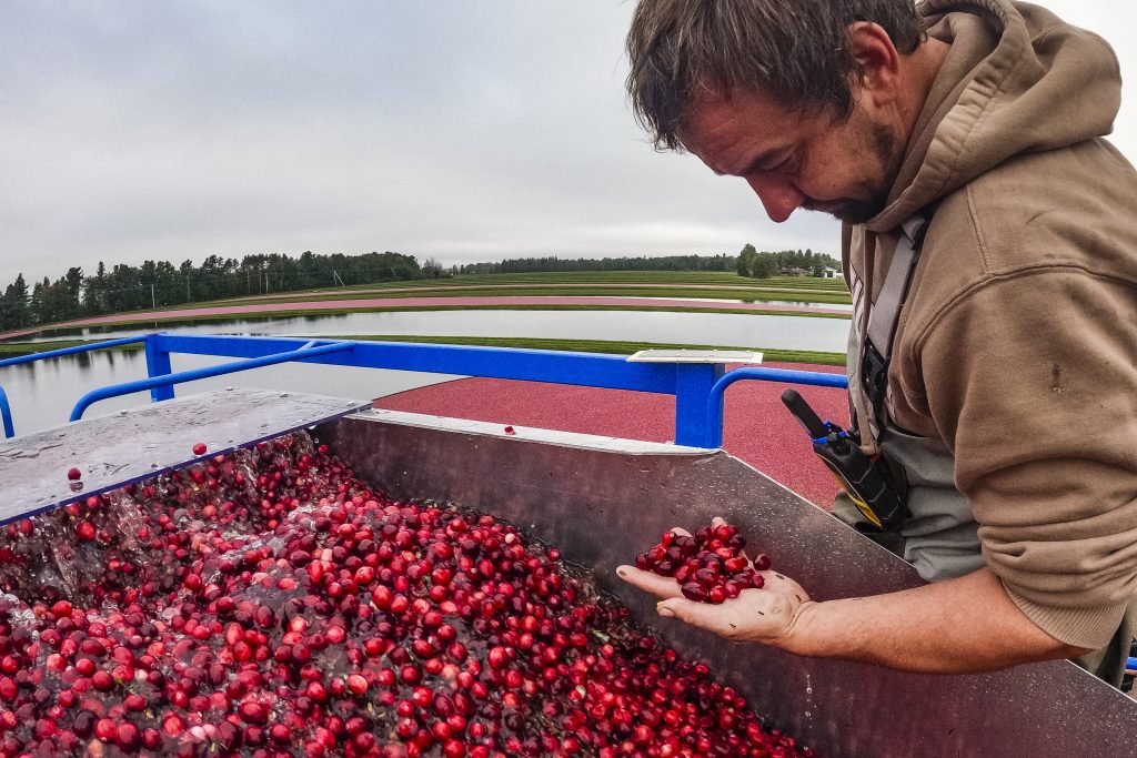 A worker checks the berries that are coming up the berry bump and flowing into an awaiting dump truck at Bartlings Manitowish Cranberry Co., Inc. in Manitowish Waters, Wisconsin on the first day of harvest, Sept. 24, 2025. (Photo by Althea Dotzour / UW–Madison)