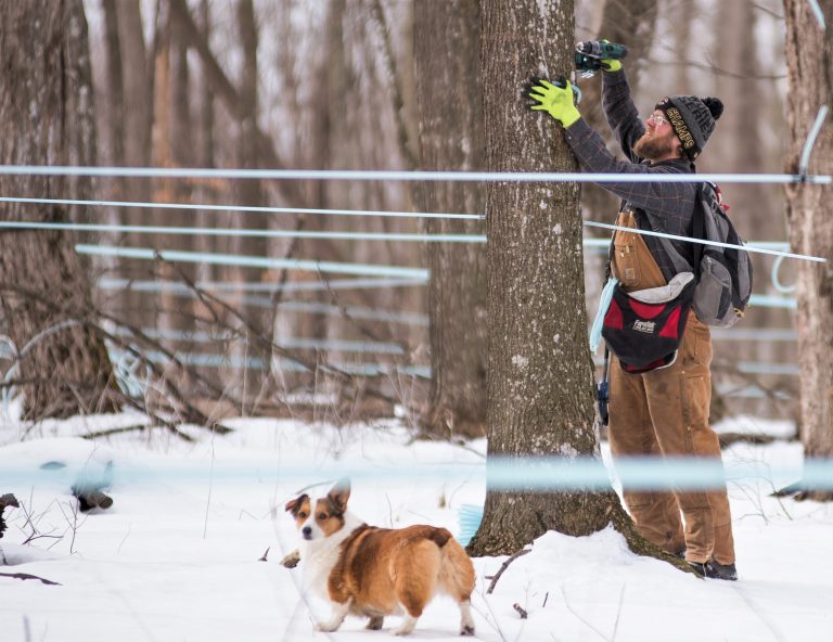 Maple farmer drill holes to collect sap for maple syrup